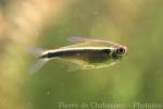 Black neon tetra