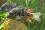 Juba cichlid