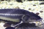 Sterlet sturgeon