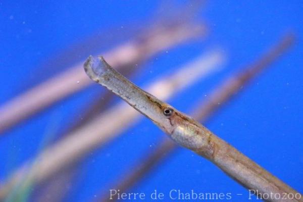 Broadnosed pipefish