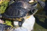 Red-eared slider