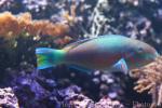 Quoy's parrotfish