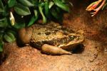 Cane toad