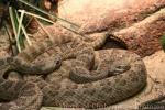 Prairie rattlesnake