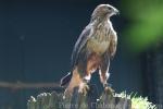 Long-legged buzzard