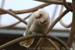 Long-billed corella