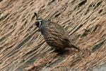 California quail