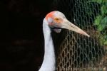 Brolga