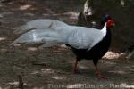 Silver pheasant