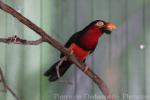 Bearded barbet