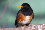 Black-breasted thrush