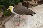 Masked lapwing