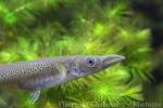 Pike killifish