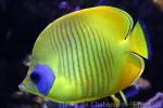 Bluecheek butterflyfish