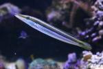 Cigar wrasse