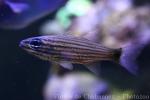 Wolf cardinalfish