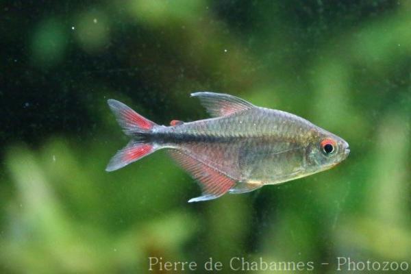 Phoenix tetra