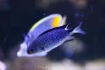 Richardson’s reef-damselfish