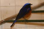 Rufous-bellied niltava