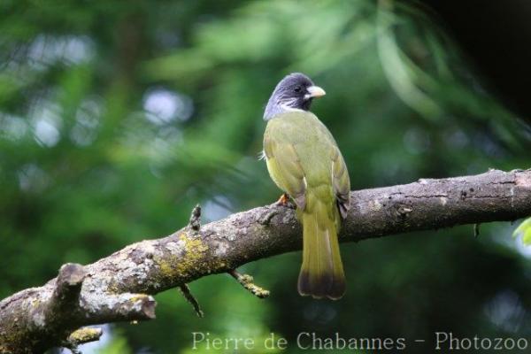 Collared finchbill