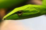 Asian vine snake