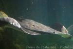 Giant freshwater stingray