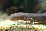 Fujian spotless stout newt