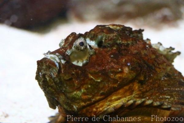 Estuarine stonefish
