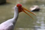 Yellow-billed stork