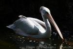 Pink-backed pelican