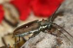 Thomson's longhorn beetle