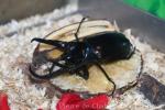 Caucasus beetle