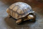 African spurred tortoise