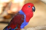 Eclectus parrot