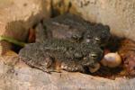 Asian giant toad