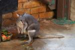 Dusky pademelon