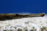 Long-snouted pipefish