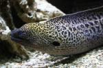 Giant moray