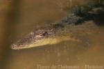 Saltwater crocodile