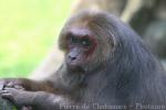 Stump-tailed macaque