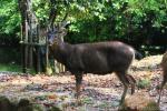 Malayan sambar deer