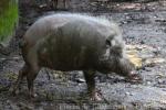 Bornean bearded pig