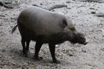 Sumatran bearded pig