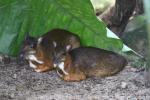 Lesser mousedeer