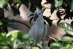 Yellow-crested cockatoo