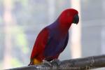 Eclectus parrot