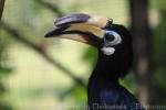 Oriental pied hornbill