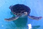 Pacific green sea-turtle