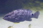 Brown-marbled grouper