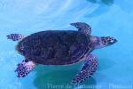 Asian hawksbill turtle